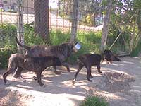 cane corso italiano cani